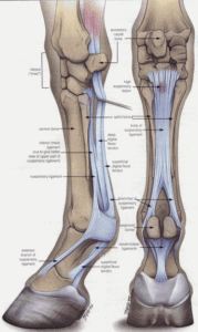 Tendon and Ligament Injury in the Horse