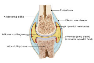Horse Joint Normal Anatomy