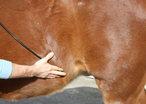 Gut Sounds in the Horse