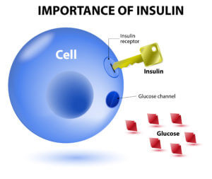 Insulin and Leptin Resistance in the Horse
