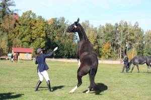 Anxiety Management in Thoroughbred Horse